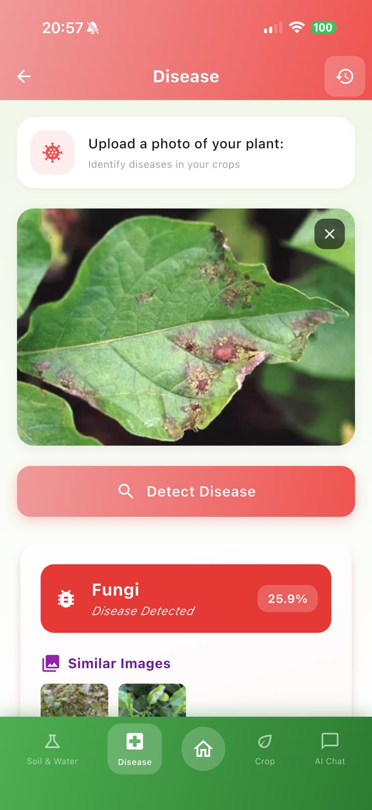 AgroAdvisor disease detection screen showing an AI-assisted crop health analysis workflow
