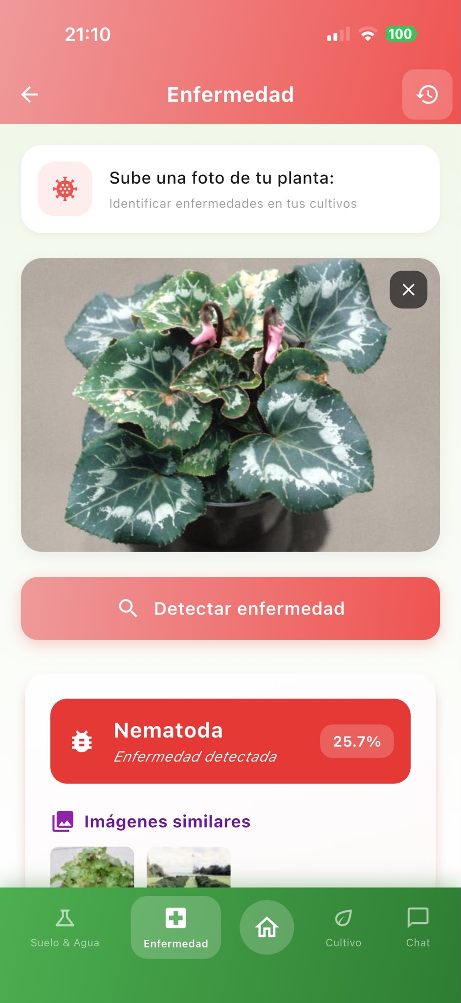 Pantalla de AgroAdvisor para detección de enfermedades con un flujo de análisis de salud del cultivo asistido por IA