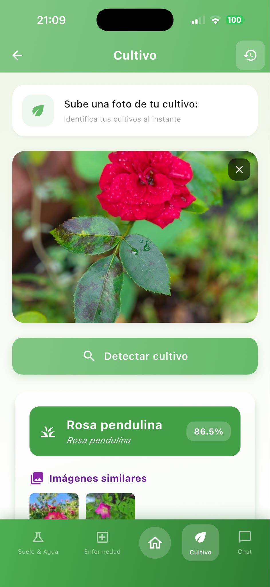 Pantalla de AgroAdvisor para análisis del cultivo y revisión de información de la planta y observaciones del campo